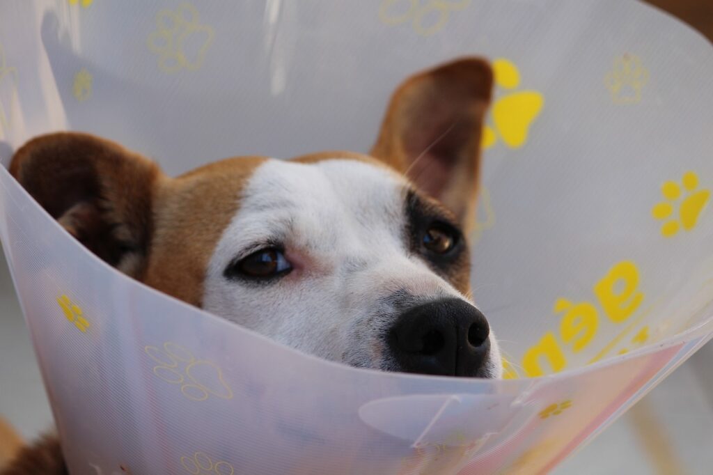 dog wearing a vet cone