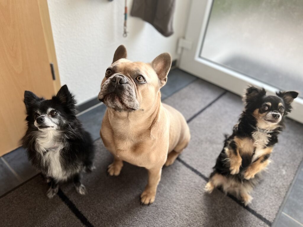 3 dogs in a house