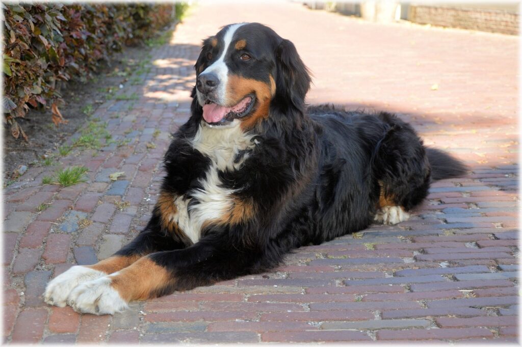 Bernese mountain dog lying down