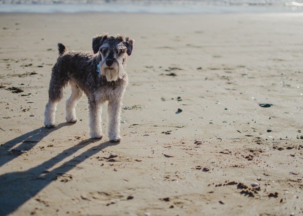 Miniature Schnauzer