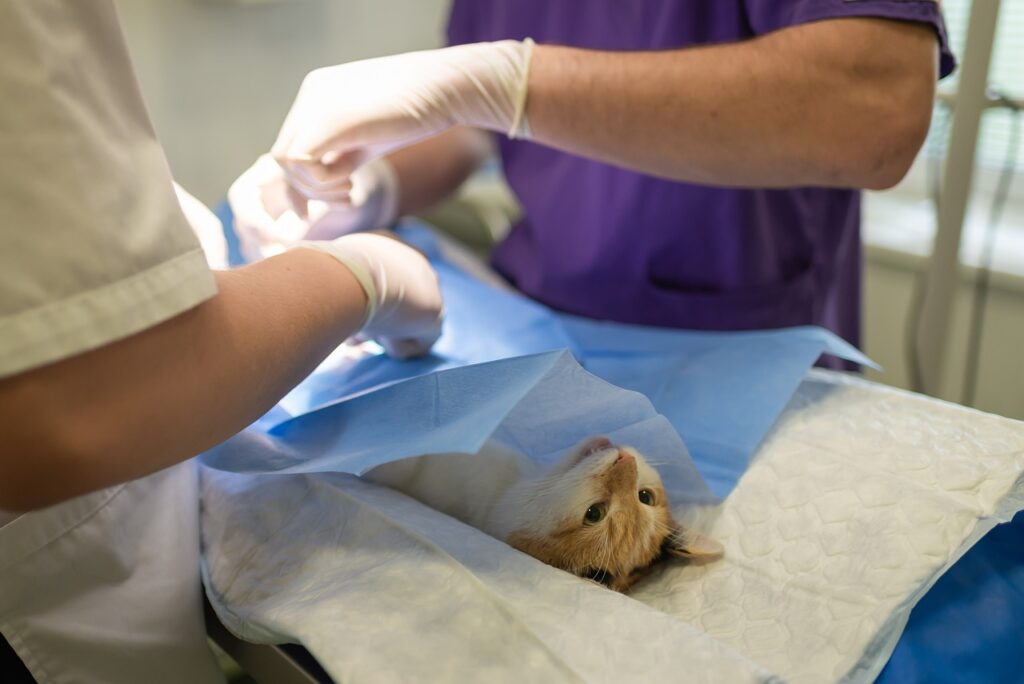 cat at the vets