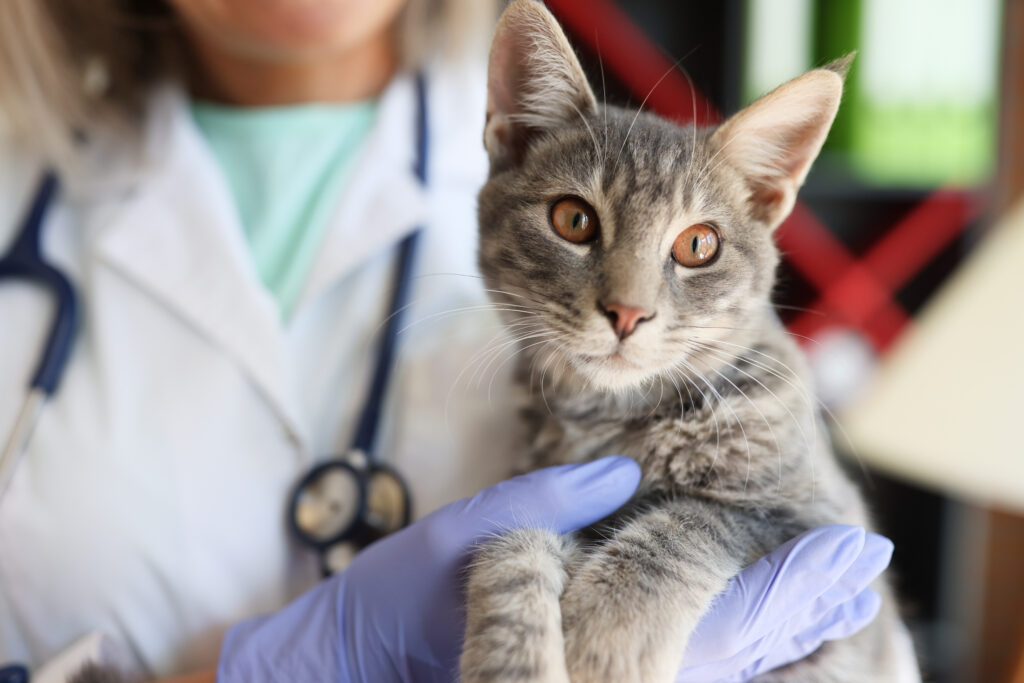 Vet holding a cat