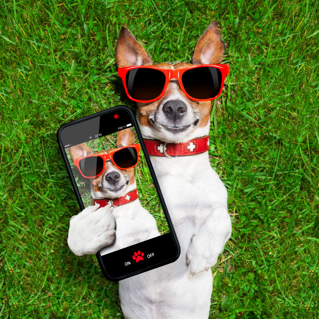 dog taking a selfie and smiling at camera