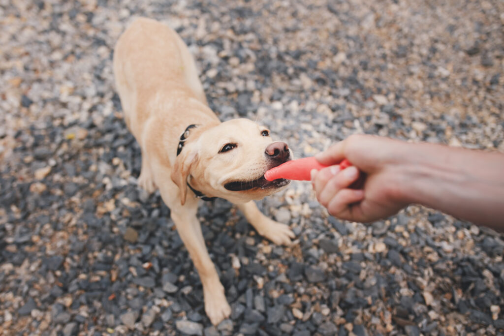 Labrador playing tug of war