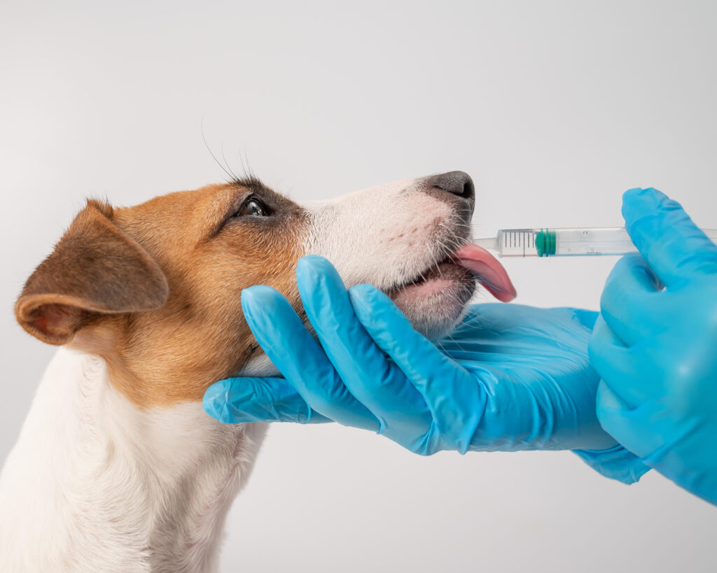 Dog being fed medication