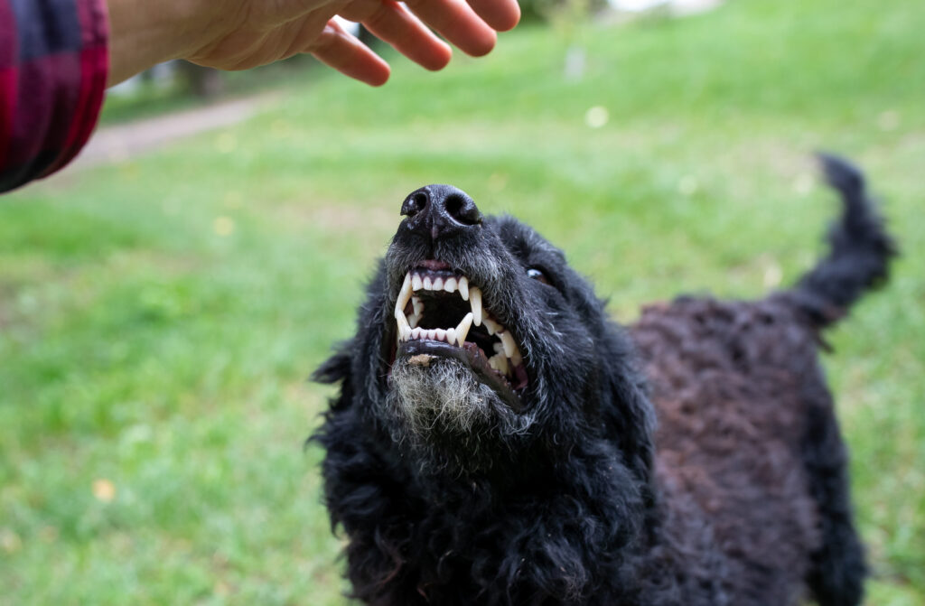 Black dog showing its teeth