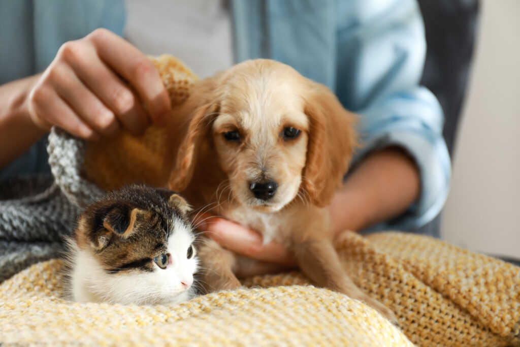 Cat and dog together