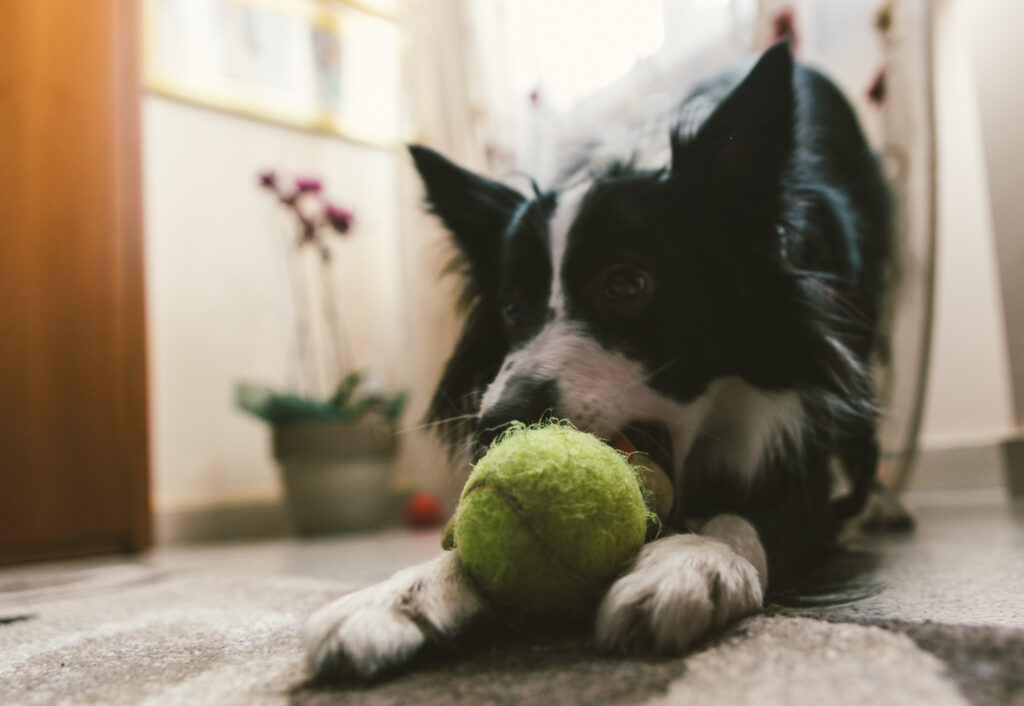 border collie dog playing with his ball.