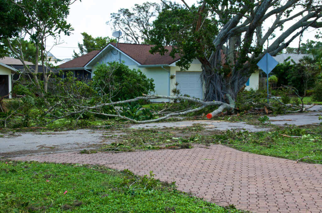 Downed trees in front of a house