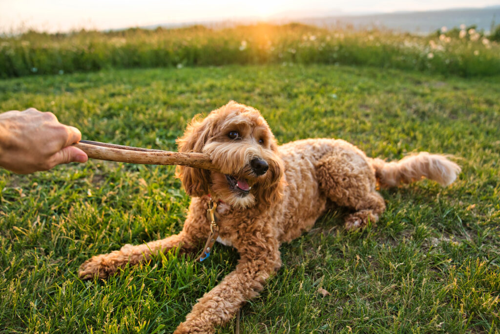 Goldendoodle playing with a stick