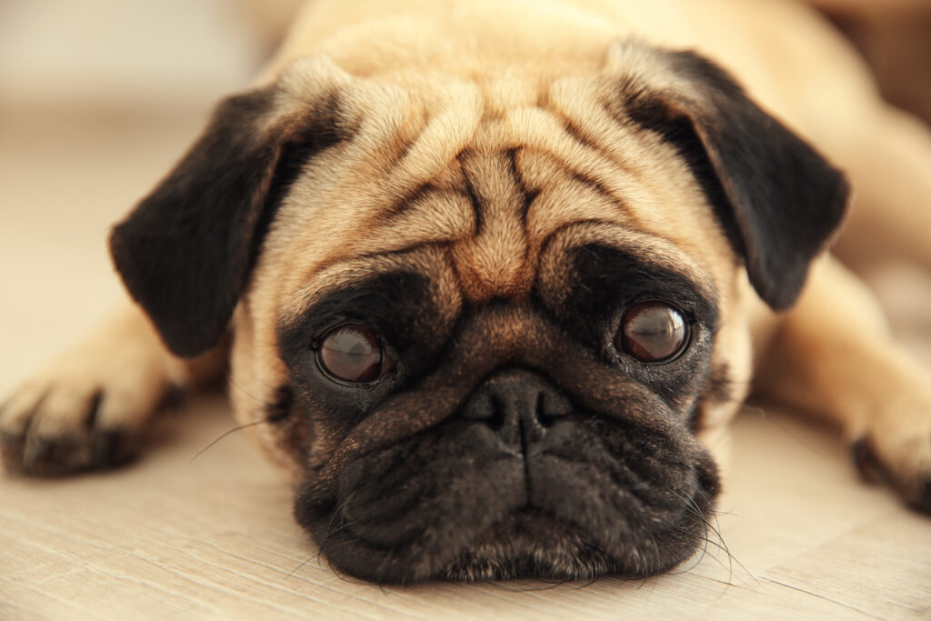 Pug dog lying on a wooden floor