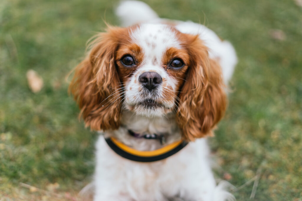 Cavalier King Charles Spaniel in a field