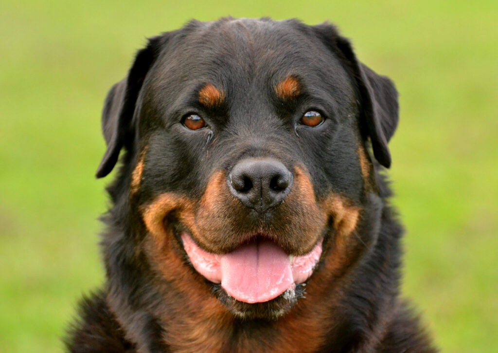 Rottweiler in a field