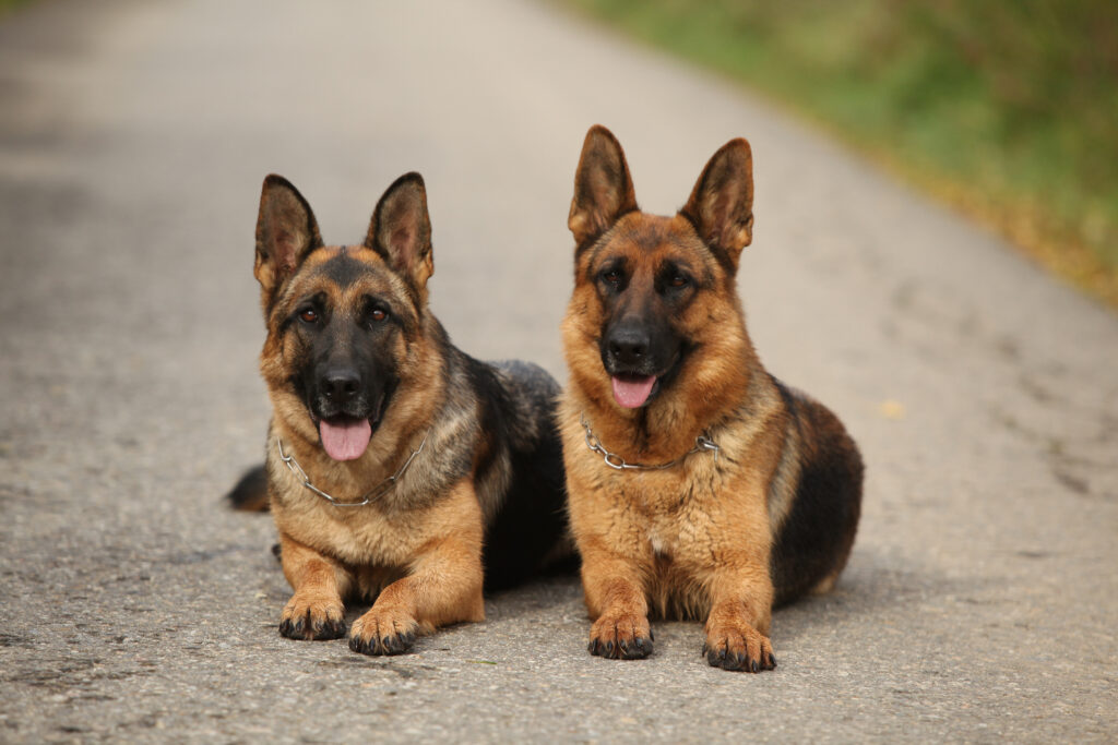 Two German Shepherds lying on a road