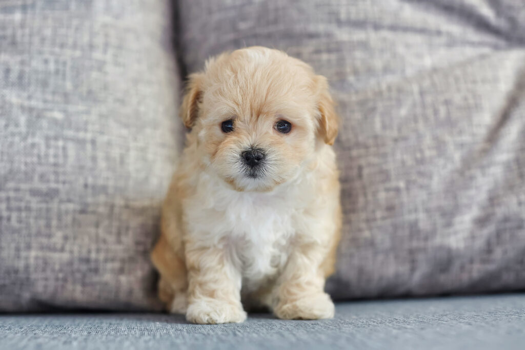 Maltipoo puppy