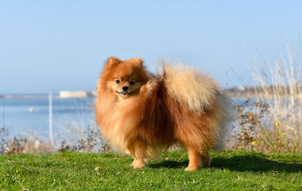 Pomeranian in a field