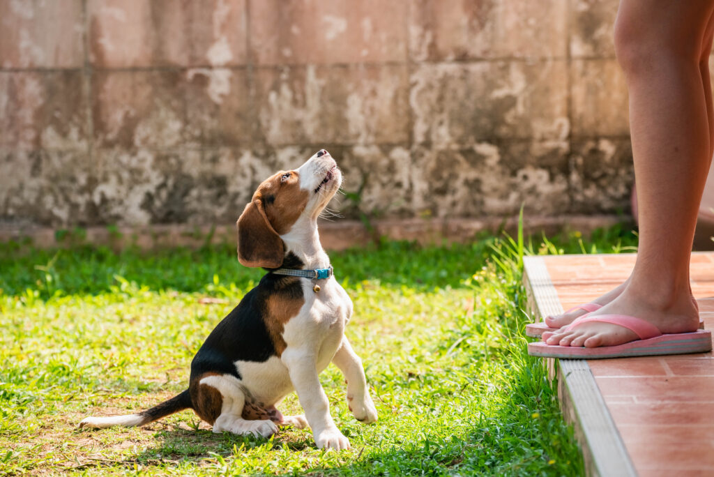 Beagle looking at its owner