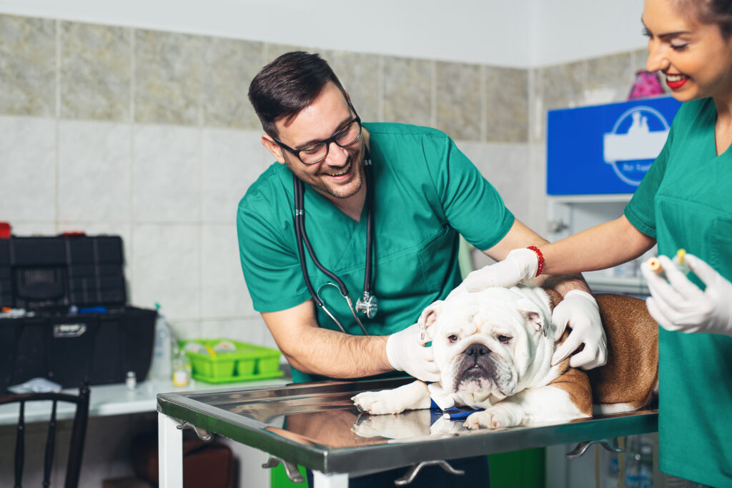 Veterinarian and dog at veterinary clinic.