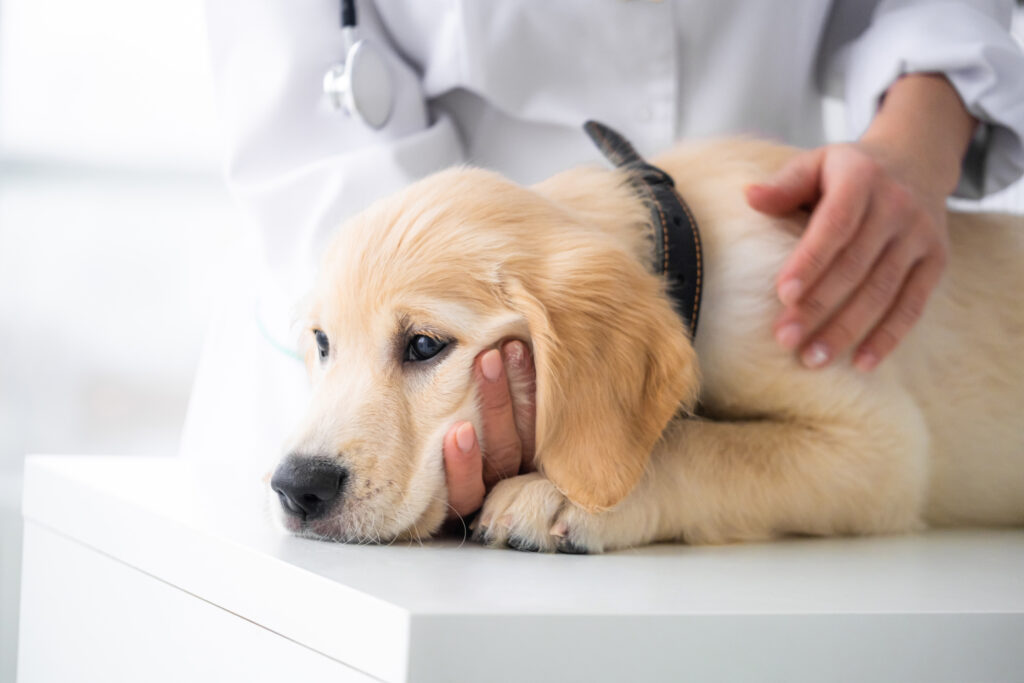 young dog in veterinarian hands