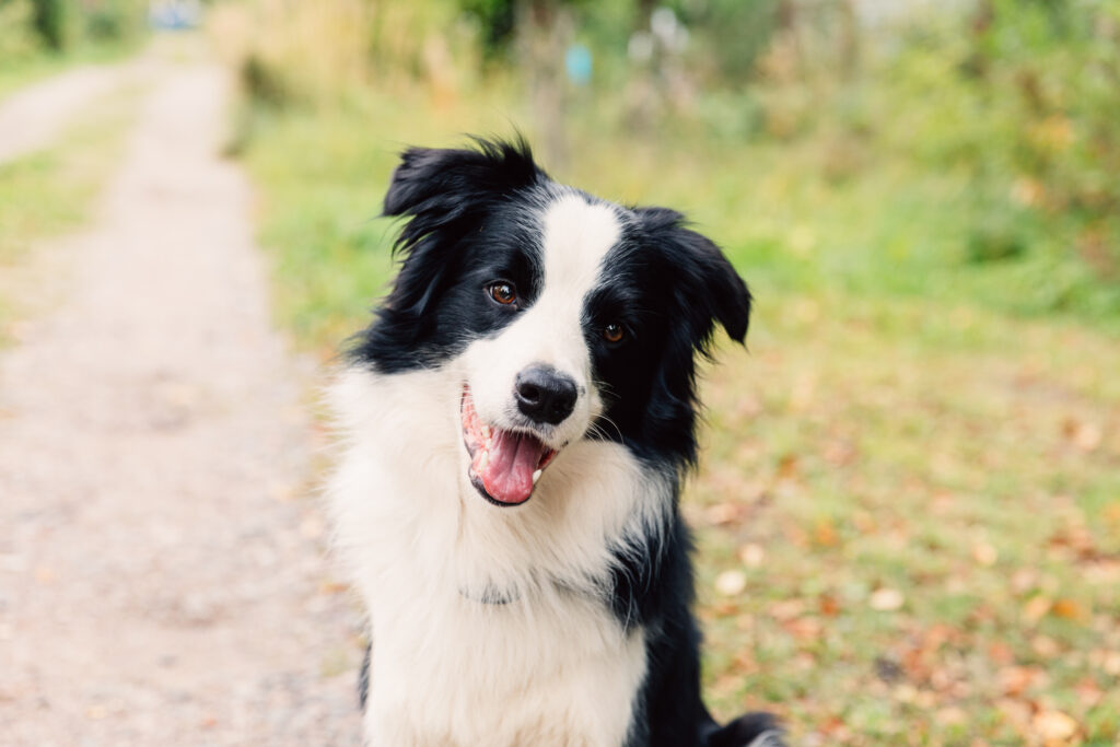 Border Collie siting down outside